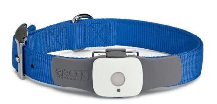 Technology and Dog Walking The Good the Bad and the technology and dog walking good bad and rediculous